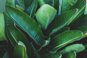 Minimalist Tropical Leaf Background, a Nature Photo by René Jordaan Photography