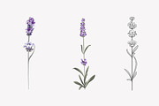 34 Lavender branch and bouquet, an Illustration by Kotkoa (Thumbnail 4 of 7)