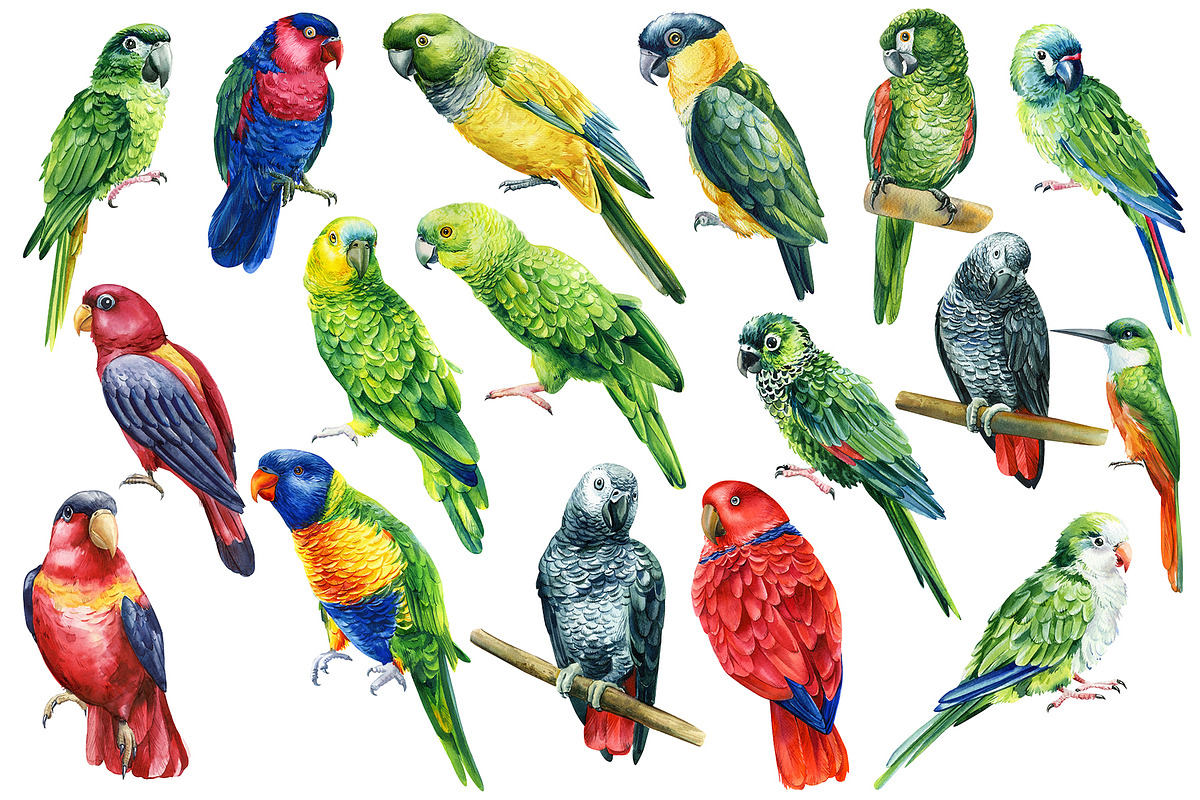 Tropical birds watercolor clipart, an Animal Illustration by Hanna Hryharenka (Photo 7 of 12)