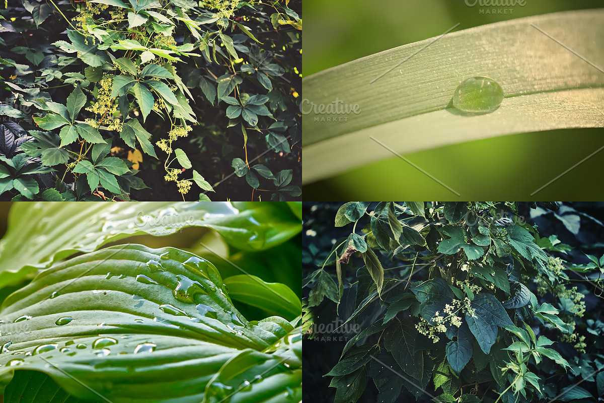 Green leaves Bundle, a Nature Photo by Vladimir Kazimirov (Photo 4 of 10)