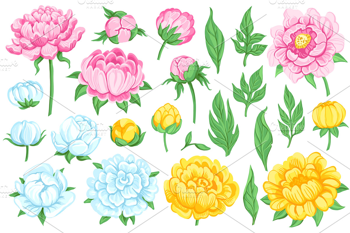Peony elements. Flowers, buds, green, an Object Illustration by YummyBuum