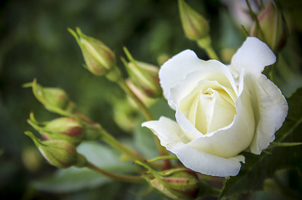 Pink Rose Vi preview 6