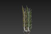Kelp V2, an Environmental 3D Model by AndrewWhite (Thumbnail 4 of 12)