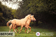 53 Sunflares Photoshop Overlays, a Layer Style Add-On by The Bell Sisters (Thumbnail 3 of 9)