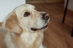 Golden retriever dog looking up with loyalty, an Animal Photo by Olena Rudo