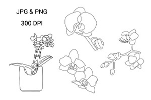 Botanical Line Drawing-ORCHID