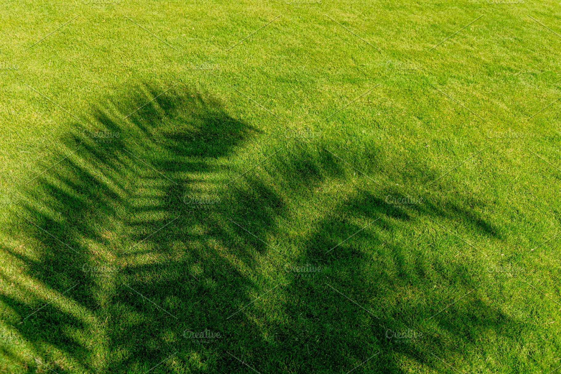 Shadows from palm trees on grass, a Nature Photo by Valeriia • Svitlini