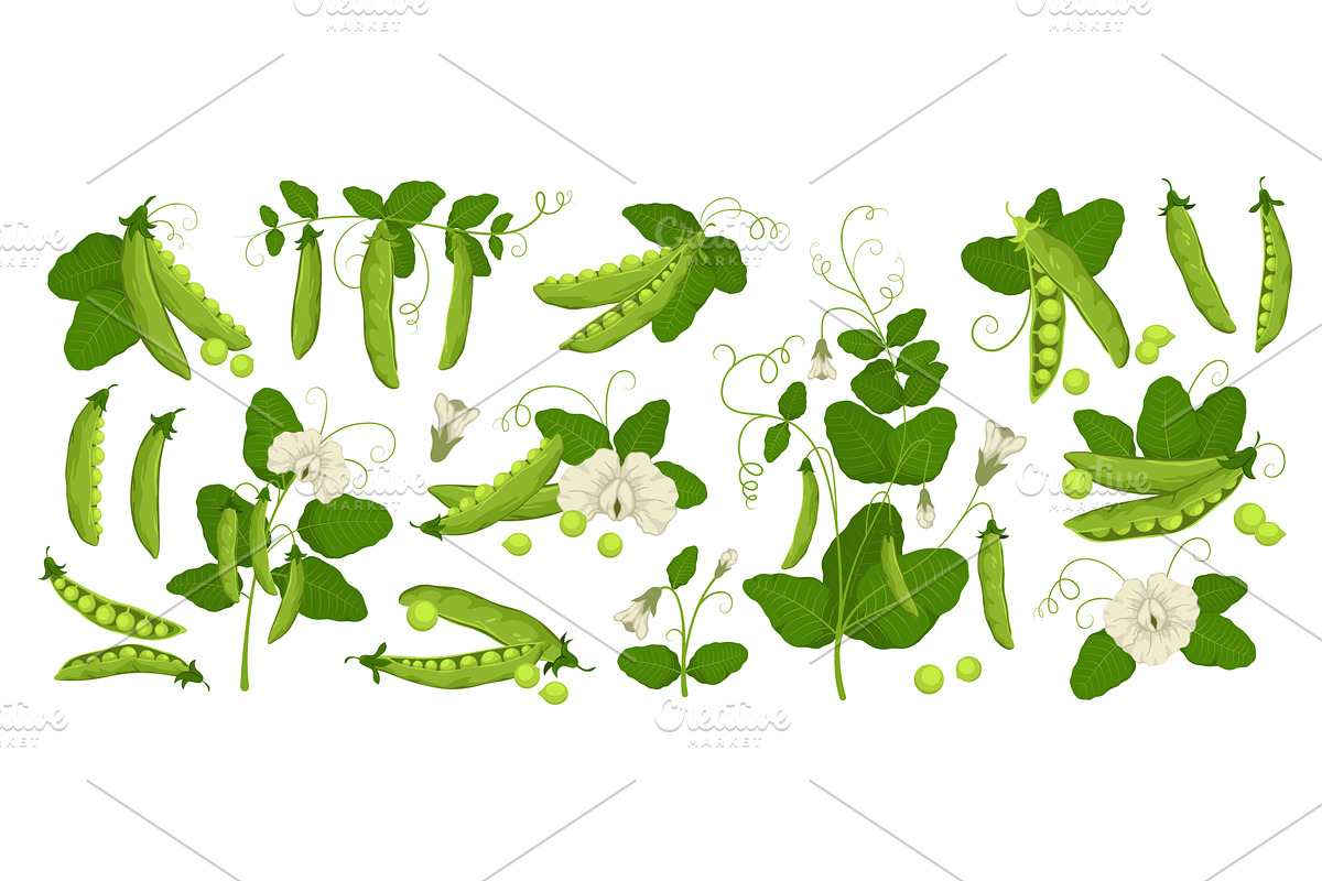 Cartoon fresh green peas. Organic, a Food Illustration by YummyBuum