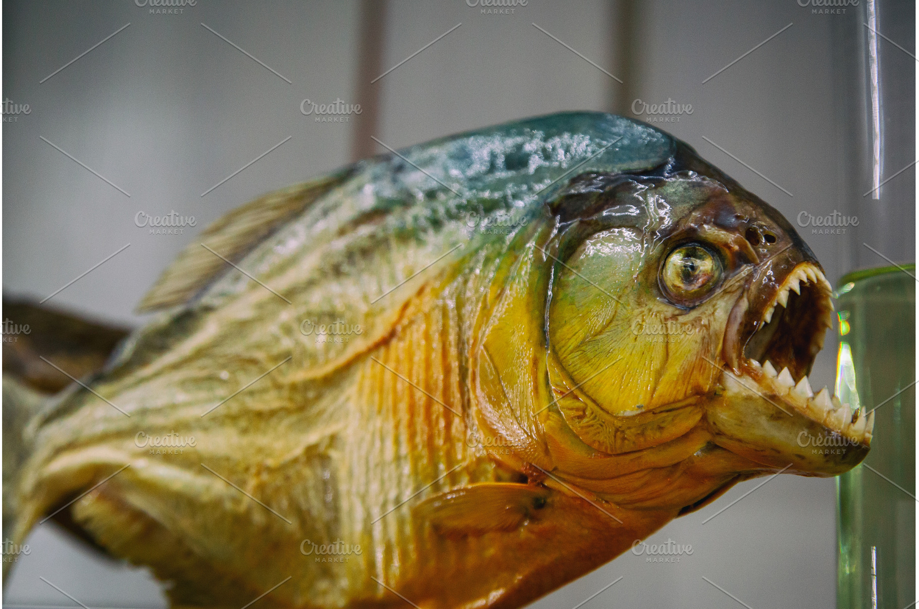 Close-up of a Piranha Showing its, an Animal Photo by Rohan Photography