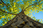 98 Trees view from below, a Nature Photo by Handmadefont (Thumbnail 83 of 98)
