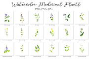 Watercolor Medicinal Plants, a Healthcare Illustration by cat_arch_angel (Thumbnail 5 of 7)