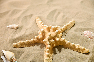 Starfish and Seashells on Sandy Beach, a Holiday Photo by Davizro's Market