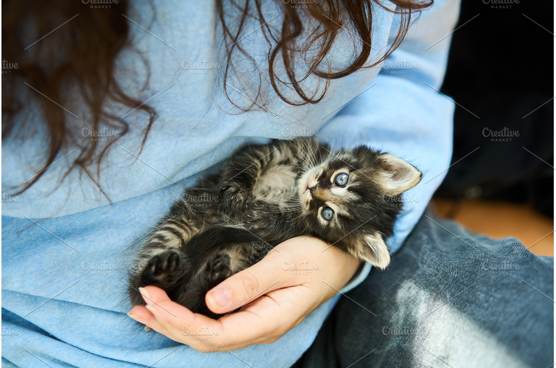Adorable little kitten resting in, an Animal Photo by Gladkov photography