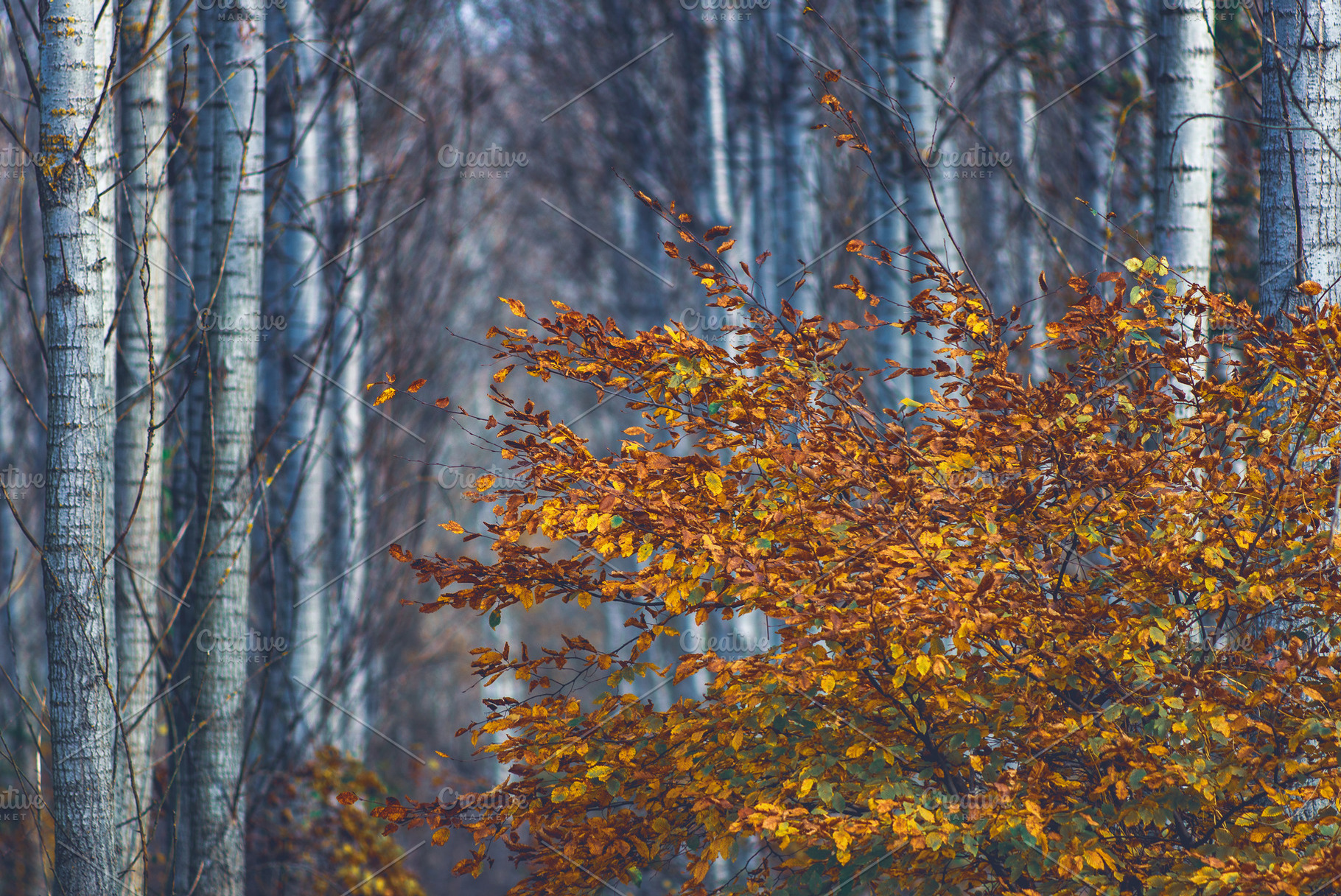 Orange leaves branch in the forest, a Nature Photo by Mark Borbely