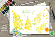 Mimosa. Watercolor collection., a Decorative Illustration by maritime_m (Thumbnail 2 of 6)