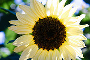 MEGA PhotoPack 50+ Nature Photos