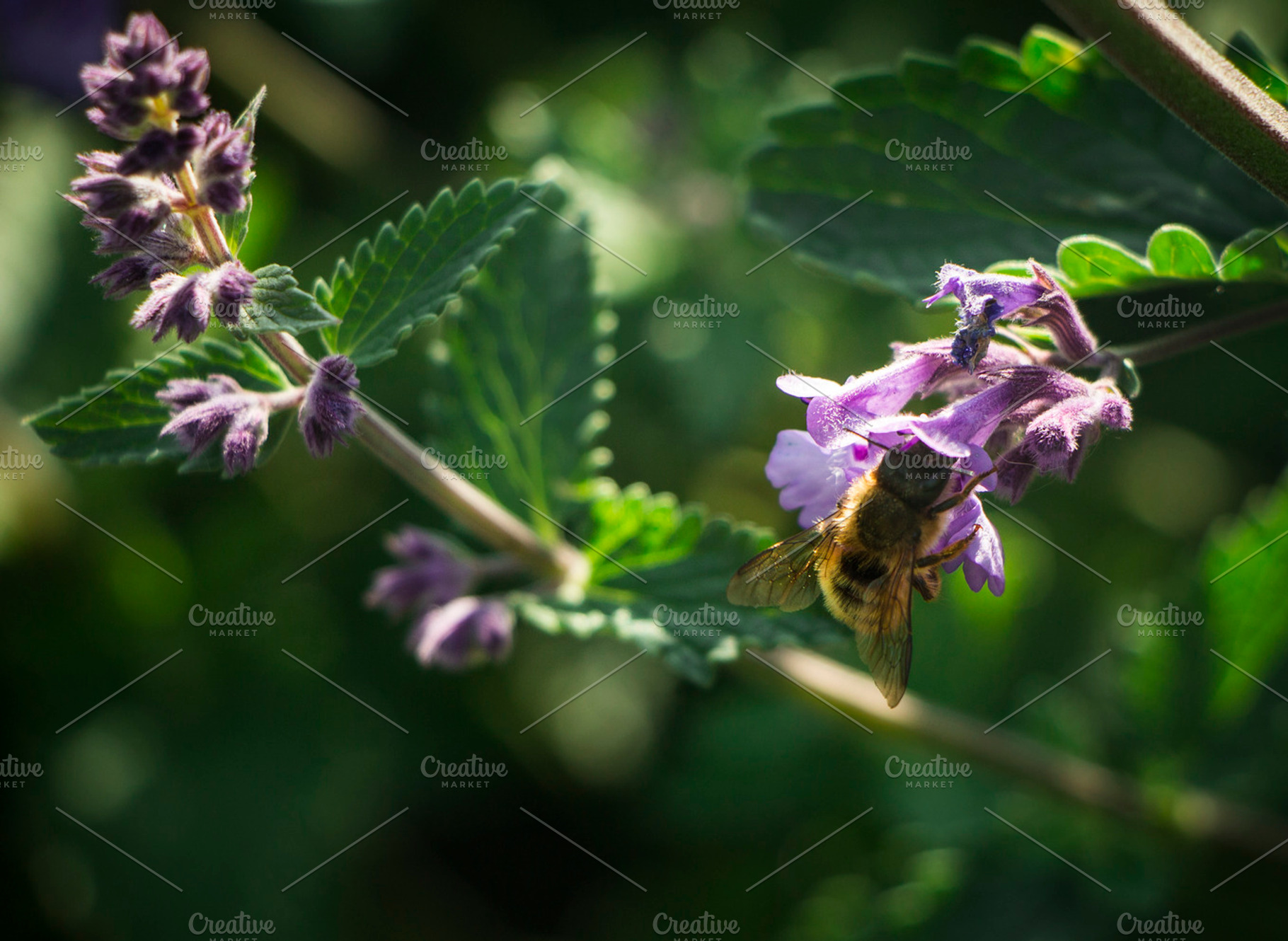 The Morning Bee