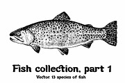 Fish collection, part 1, a Food Illustration by ZotovShop (Thumbnail 1 of 14)