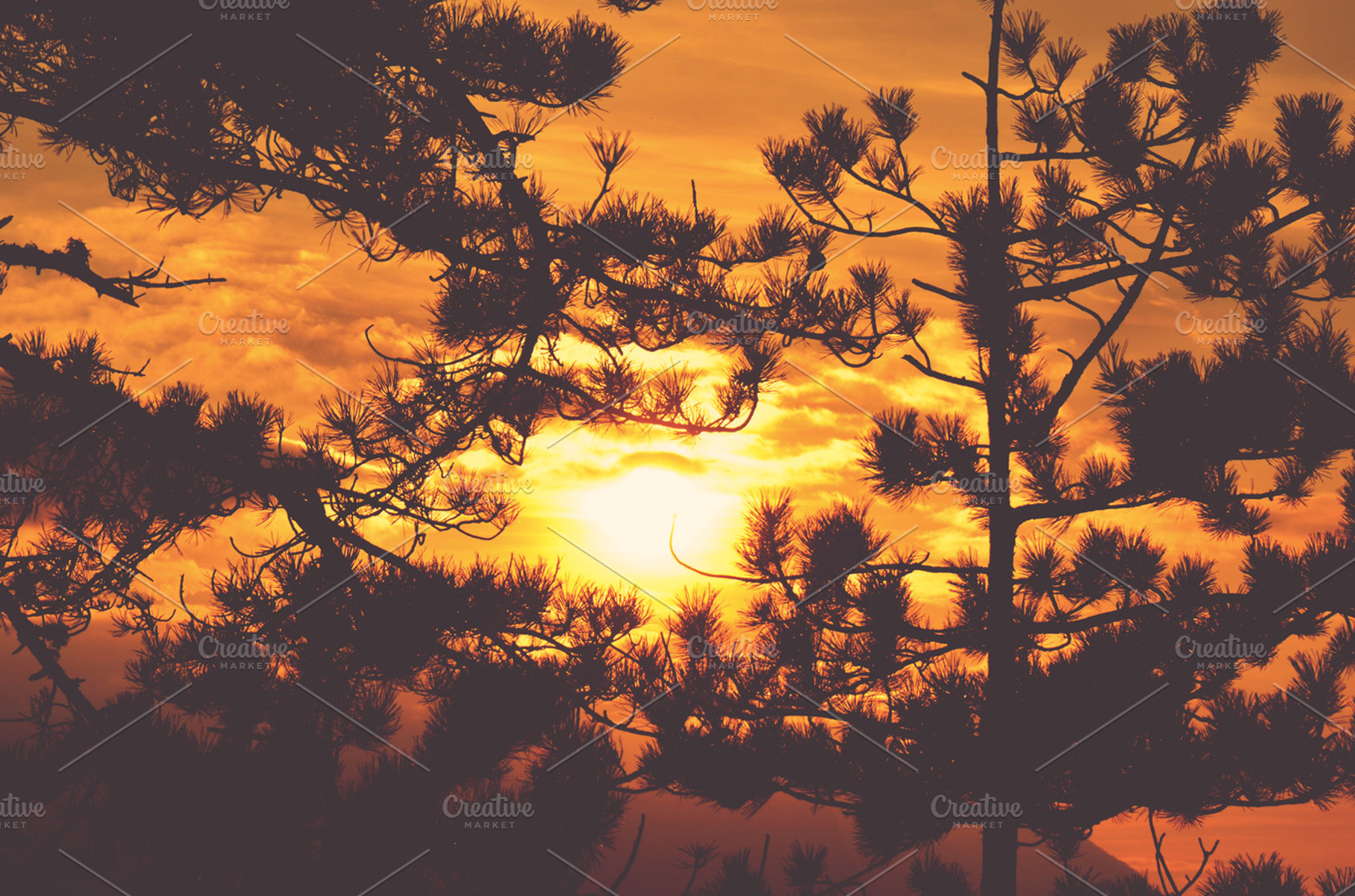 Sunset in the pine forest featuring sunset, red color, and red sunset