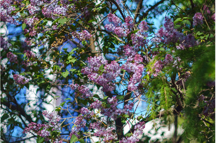Blooming lilac plants background, a Nature Photo by darksoul72
