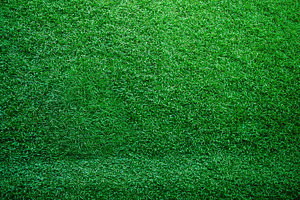 Top-down view of lush green grass forming a dense natural textur, a Photo by salmon.black