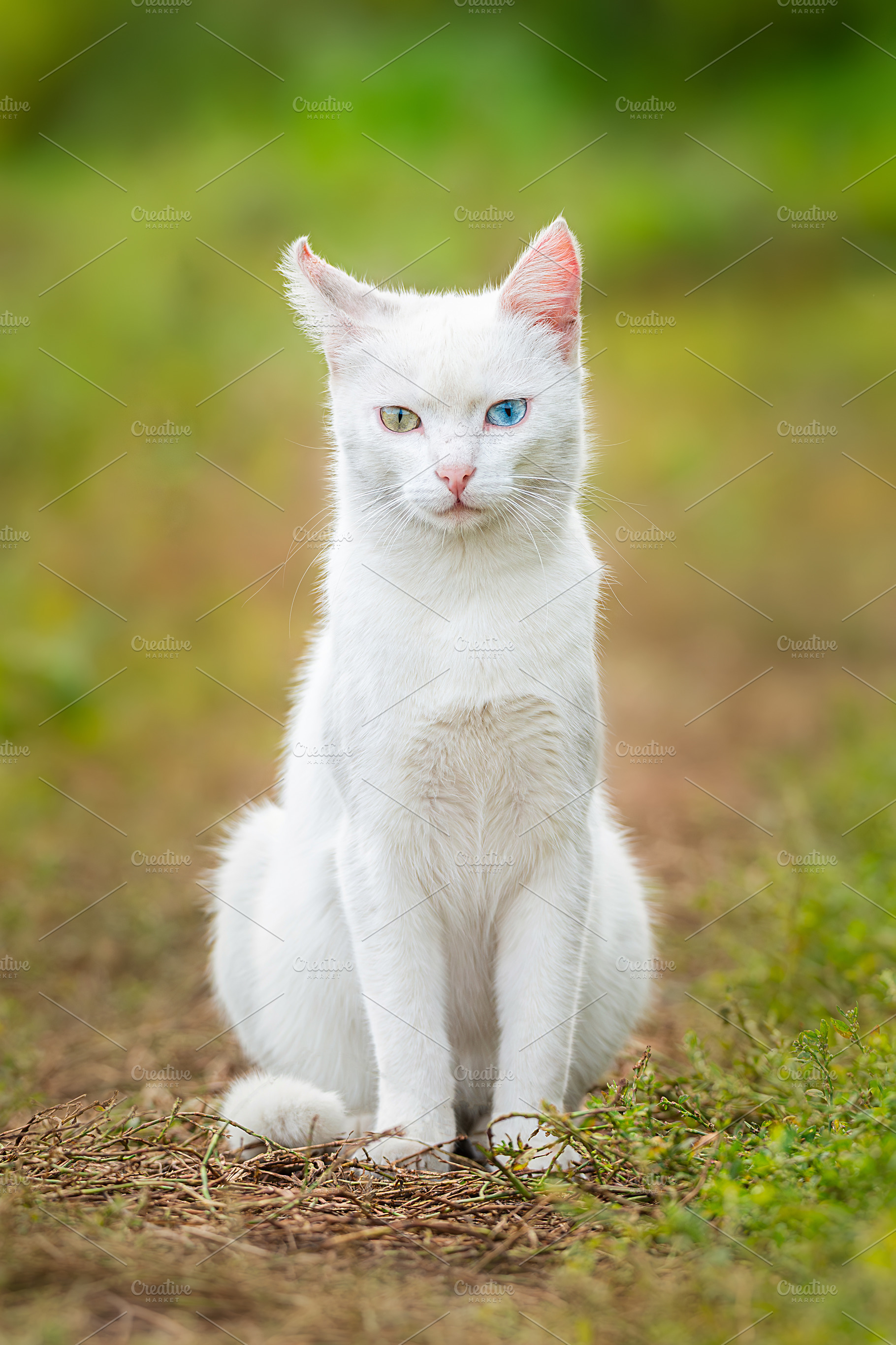 A white cat with one blue and one am, an Animal Photo by AlexBush