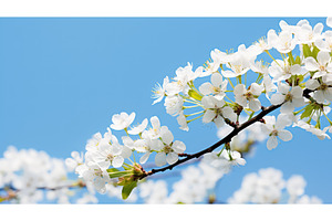 vibrant blossom flower background ai, a Nature Photo by pikepicture