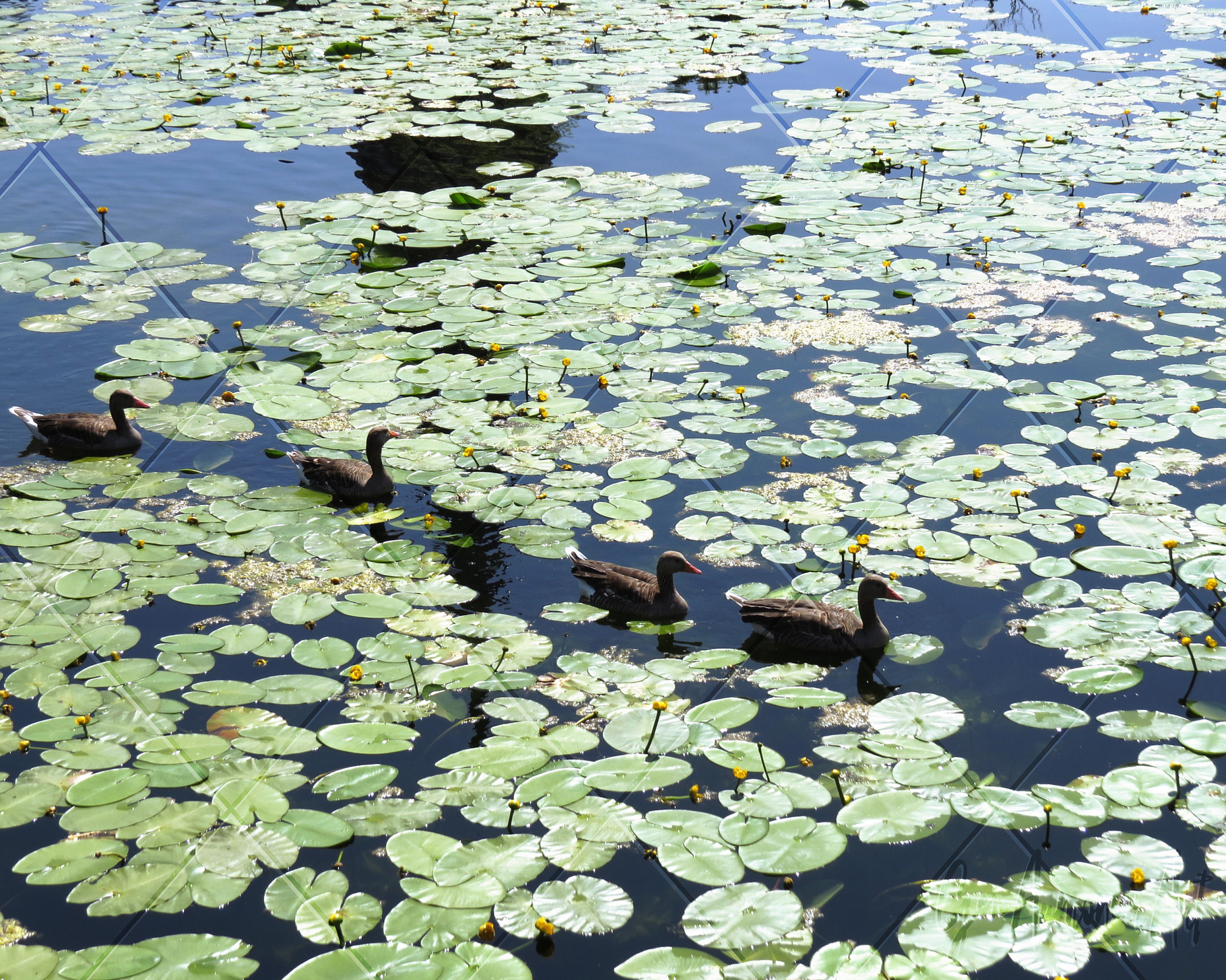 Row of Geese with Lilypads Photo, an Animal Photo by Gen Aumonier