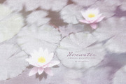 Rosewater Dreamy Pastel Backgrounds, a Background Graphic by alonahaidash (Thumbnail 7 of 16)