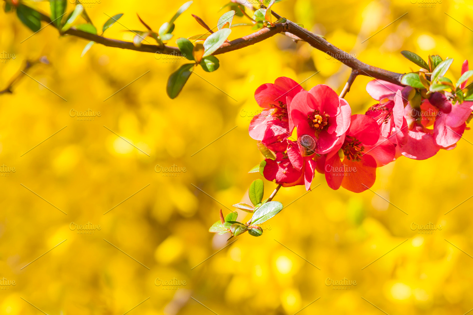 Spring flowers featuring flower, blossom, and plant, a Nature Photo by Vector beauty