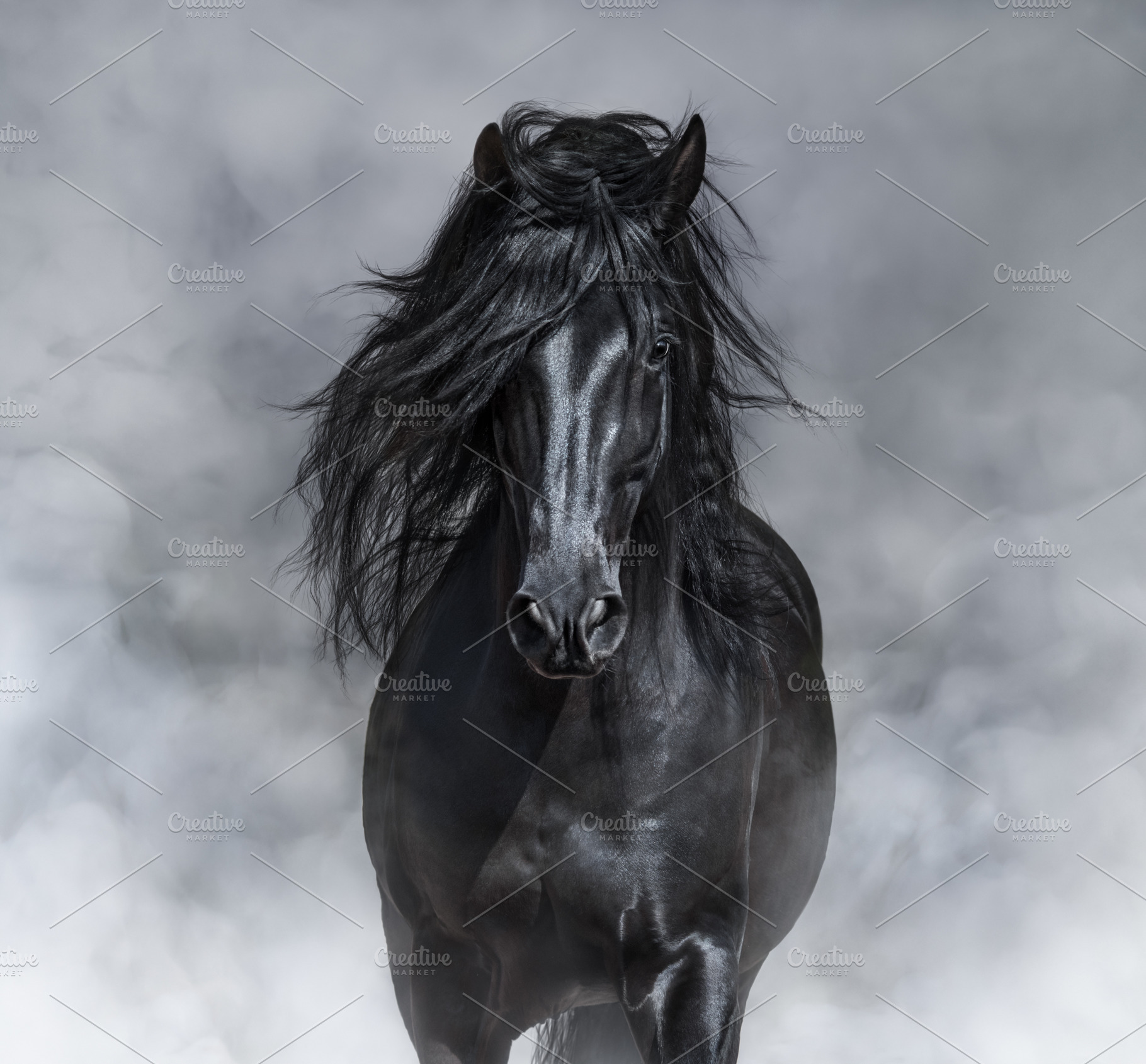 Portrait of black Andalusian Horse, an Animal Photo by Horses and Dogs
