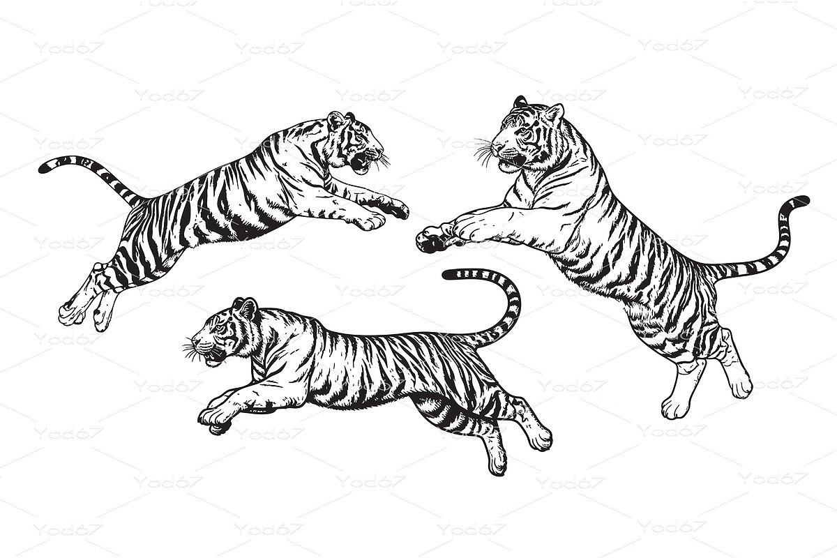 Tigers leaping and running., an Animal Illustration by yod67