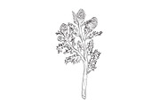 Pineappleweed Wild Plant Drawing, an Object Illustration by patrimonio (Thumbnail 1 of 3)
