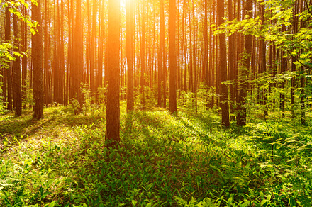 Sunset or dawn in a pine forest with lilies of the valley blooming on the groun, a Nature Photo by Eugene_Photo