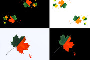 Painted Maple Leaves, an Arts & Entertainment Photo by pictures for you (Thumbnail 2 of 2)