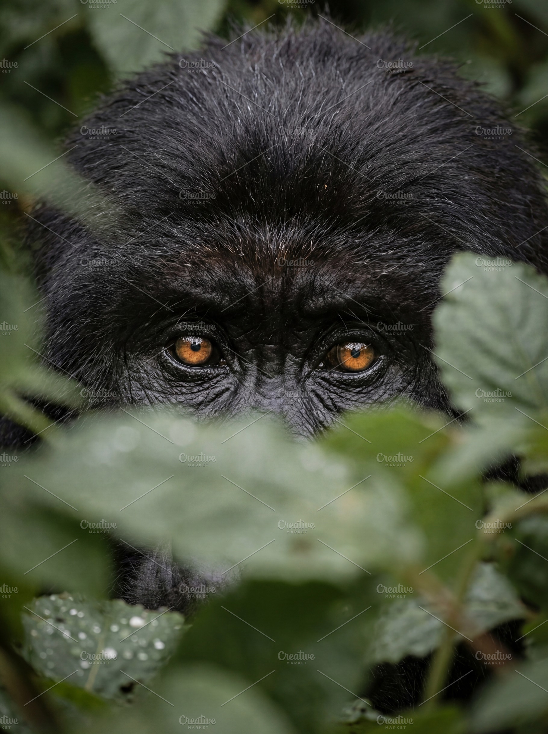 Mountain gorilla peering in jungle, a Photo by Virgo Studio