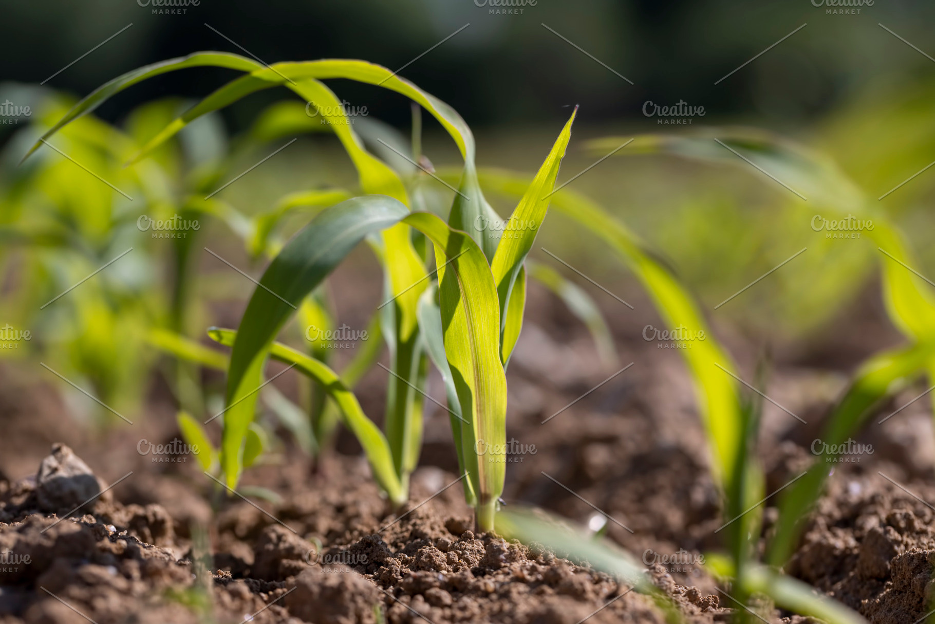 field with fresh corn sprouts in fertile soil with fertilizers, a field with or, a Photo by rsoollAI