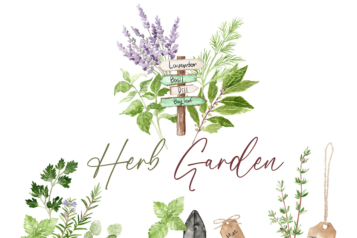 Watercolor HERB GARDEN Clipart, a Decorative Illustration by Beigetime (Photo 6 of 8)