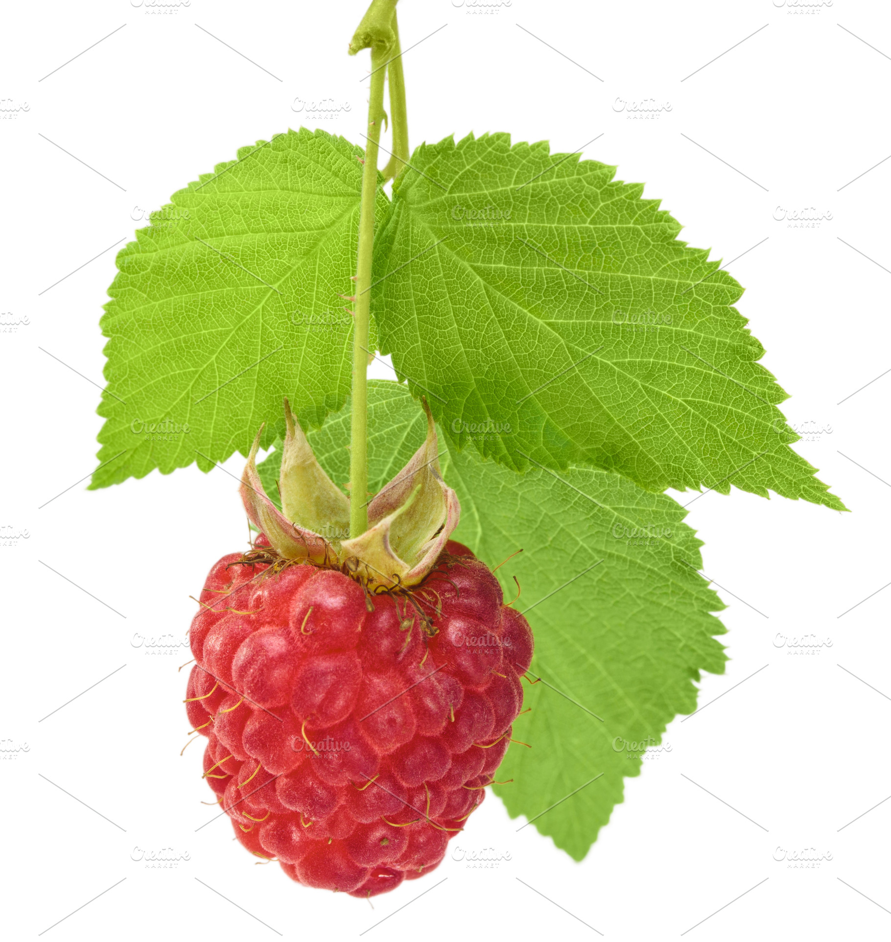Raspberry berry with green leaves on a white background isolate, a Food & Drink Photo by oleghz