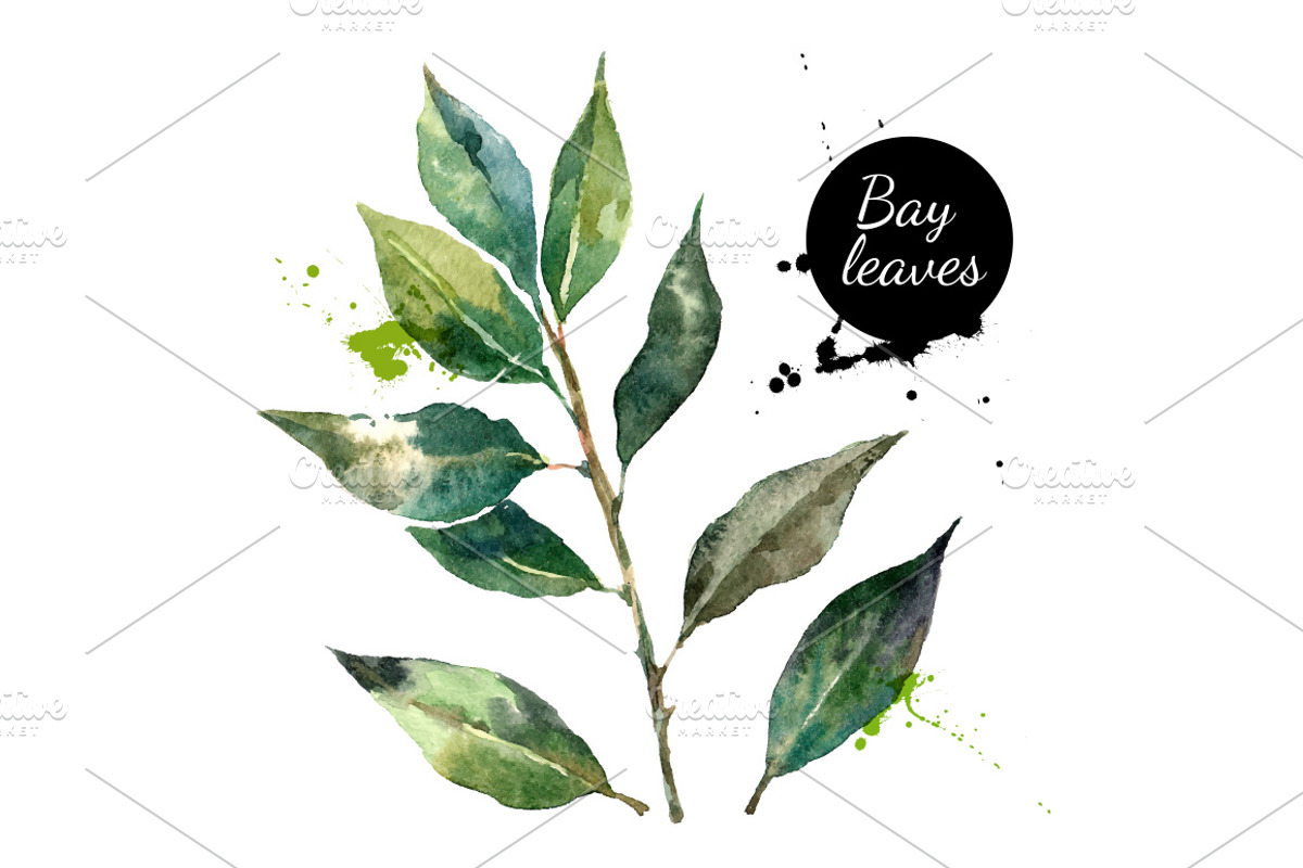 Watercolor Herb & Spices Vector Set, a Food Illustration by Elena Pimonova (Photo 5 of 5)