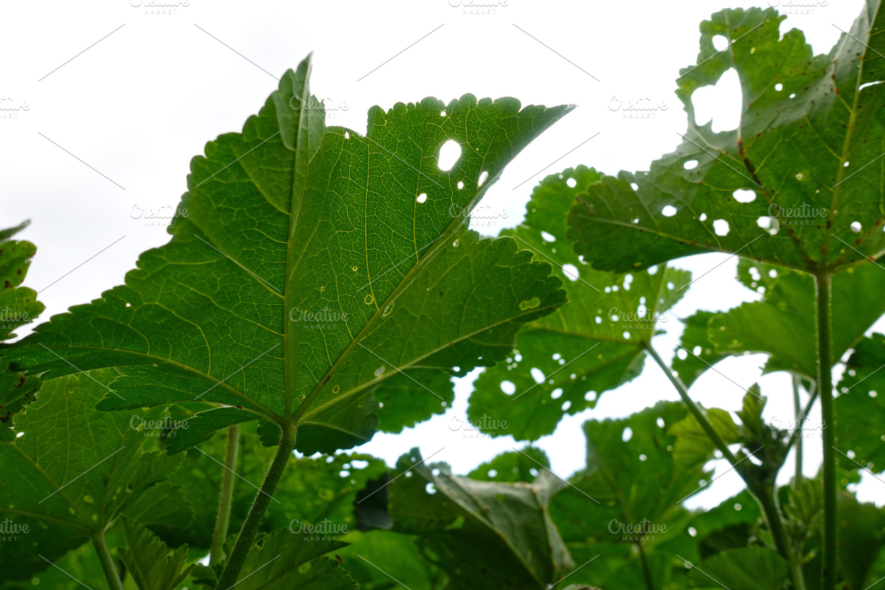 Green Mallow Leaves With Shot Holes, a Nature Photo by sirylok