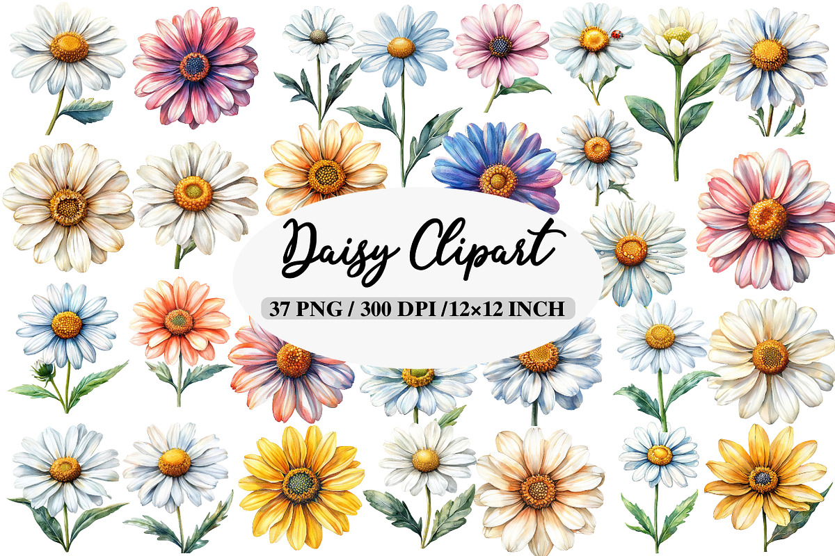 Watercolor Daisy Clipart Bundle, an Illustration by Daily.Designs (Photo 1 of 5)