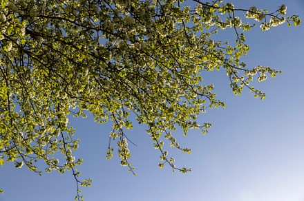 green foliage on a maple tree in spring bloom, a Photo by MyPhotos