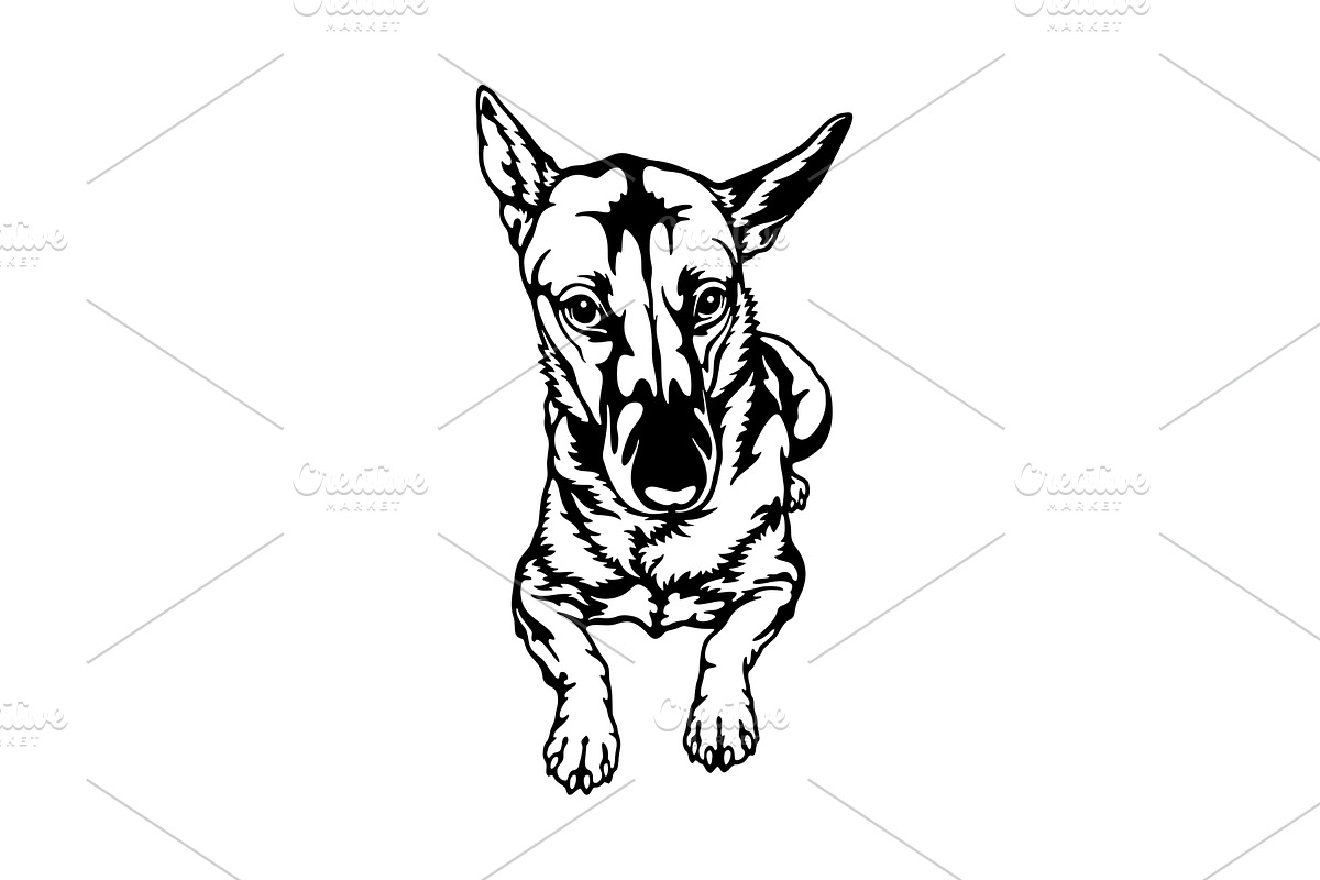 Carolina Dog Breed - Pet Vector Cut, an Animal Illustration by Digital-Clipart