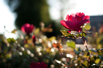Morning Daisy preview 4