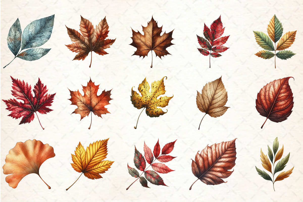 Rustic Autumn Leaves Clipart, an Illustration by Rose Art (Photo 2 of 5)