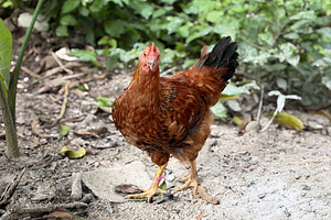 Hen With A Pose