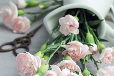 Small tender pink carnation flowers in enamel vase on gray concrete, mother's day greeting card background, vertical, a Holiday Photo by iuliia_n