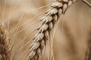 Close-up of Golden Wheat Ear, a Nature Photo by Virgo Studio