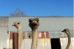 Ostrich from a close perspective in, an Animal Photo by darksoul72